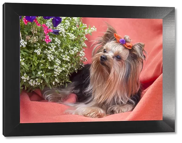 Yorkshire Terrier lying on salmon colored fabric