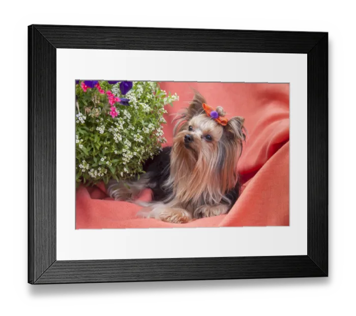 Framed Print : Yorkshire Terrier lying on salmon colored fabric Framed Print : Yorkshire Terrier lying on salmon colored fabric