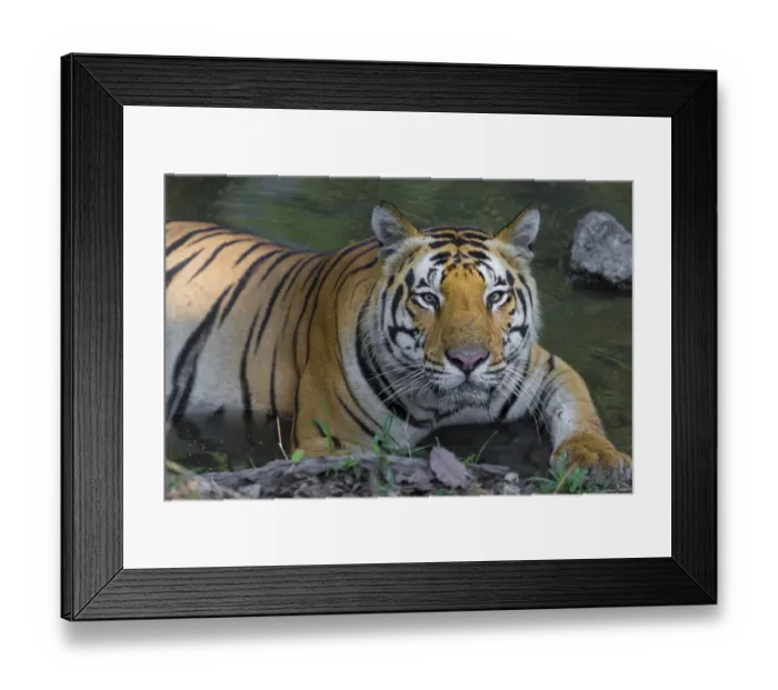 Framed Print : Asia. India. Male Bengal tiger (Pantera tigris tigris) enjoys the cool of a water Framed Print : Asia. India. Male Bengal tiger (Pantera tigris tigris) enjoys the cool of a water