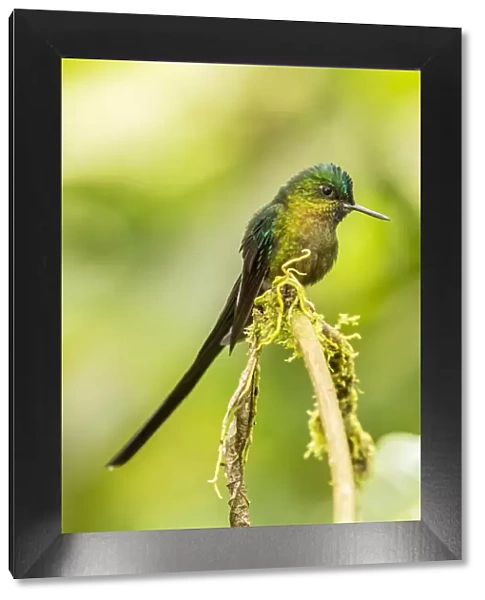 South America, Equador, Tandayapa Bird Lodge. Violet-tailed sylph on limb. Credit as