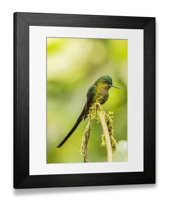 Framed Print : South America, Equador, Tandayapa Bird Lodge. Violet-tailed sylph on limb. Credit as Framed Print : South America, Equador, Tandayapa Bird Lodge. Violet-tailed sylph on limb. Credit as
