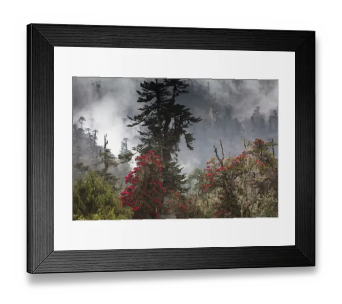 Framed Print : Rhododendron in bloom in the forests of Paro Valley, Bhutan Framed Print : Rhododendron in bloom in the forests of Paro Valley, Bhutan