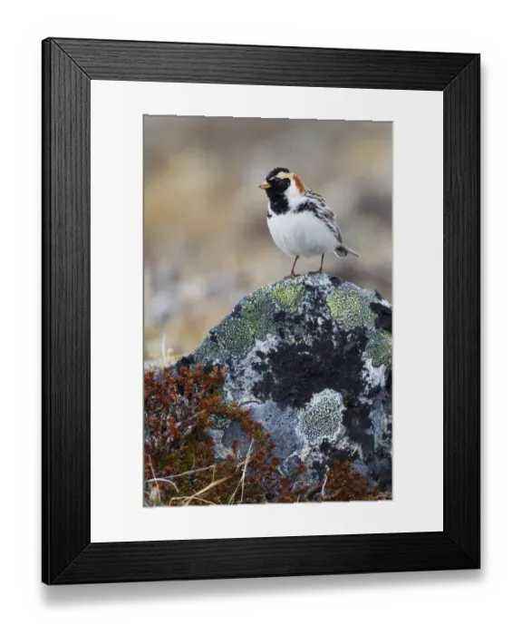 Framed Print : Lapland Longspur