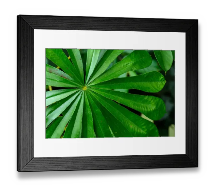 Framed Print : Marantaceae forest vegetation. Odzala-Kokoua National Park. Cuvette-Ouest Region Framed Print : Marantaceae forest vegetation. Odzala-Kokoua National Park. Cuvette-Ouest Region