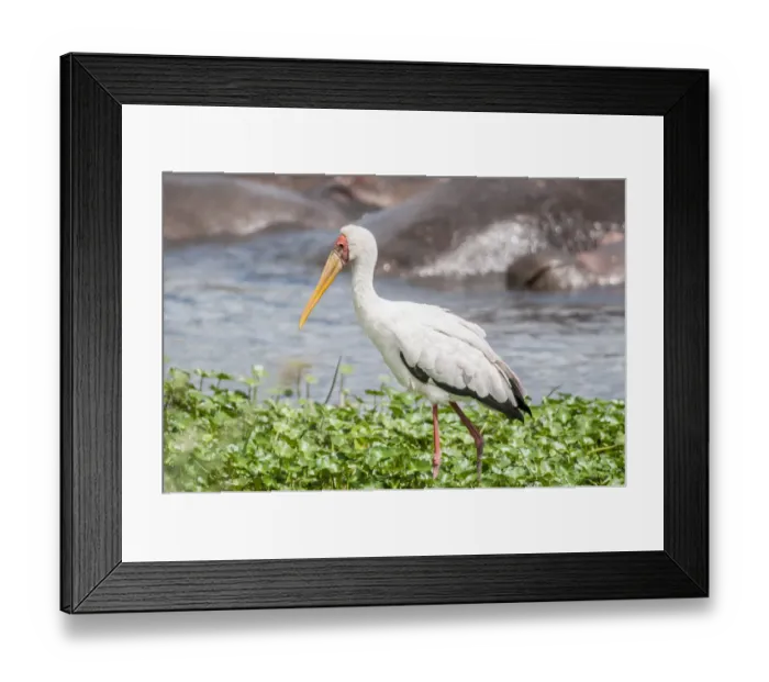 Framed Print : Africa, Hippo, Hippopotamus, Tanzania, Woolly-necked, background, colorful, river Framed Print : Africa, Hippo, Hippopotamus, Tanzania, Woolly-necked, background, colorful, river