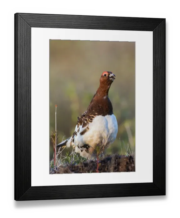 Framed Print : Willow Ptarmigan Calling