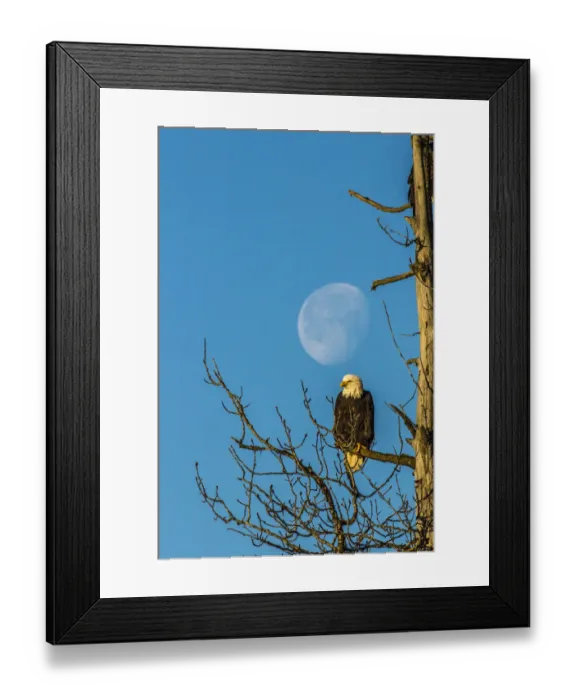 Framed Print : USA, Alaska, Chilkat Bald Eagle Preserve, bald eagle adult and moon Framed Print : USA, Alaska, Chilkat Bald Eagle Preserve, bald eagle adult and moon