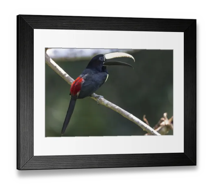 Framed Print : South America, Brazil, State of Amazonas, The Amazon, Near Manaus, black-necked aracari