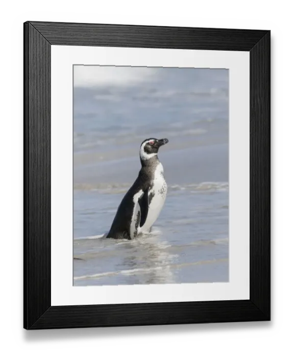 Framed Print : Magellanic Penguin (Spheniscus magellanicus), on beach leaving the ocean. South America