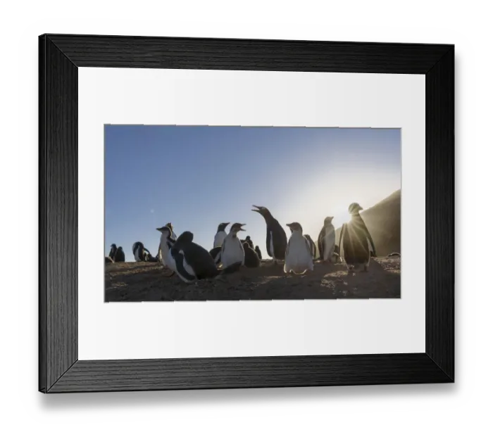 Framed Print : Gentoo Penguin (Pygoscelis papua), Falkland Islands. Colony. South America, Falkland Islands