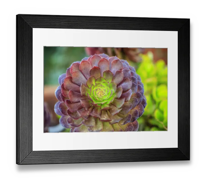 Framed Print : Close-up of succulent plants, San Diego, CA, USA