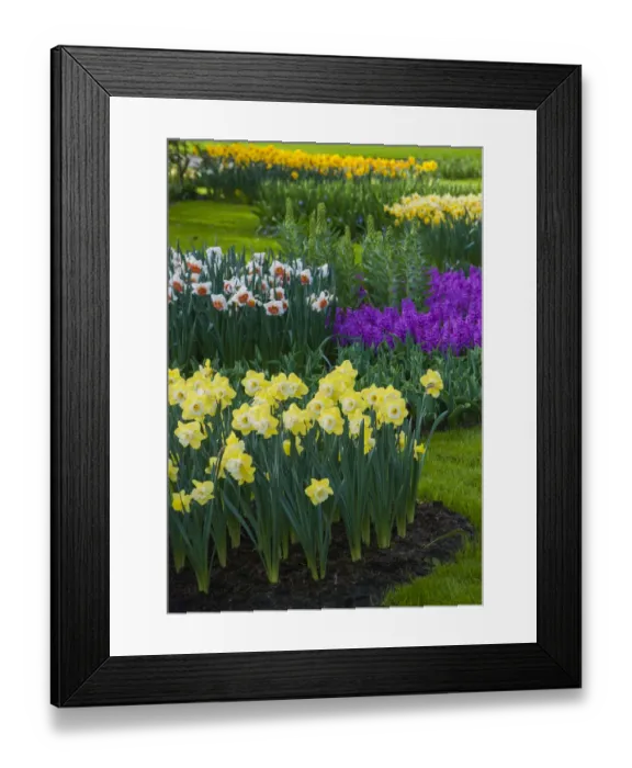 Framed Print : Spring flowerbeds with daffodils and hyacinth Framed Print : Spring flowerbeds with daffodils and hyacinth