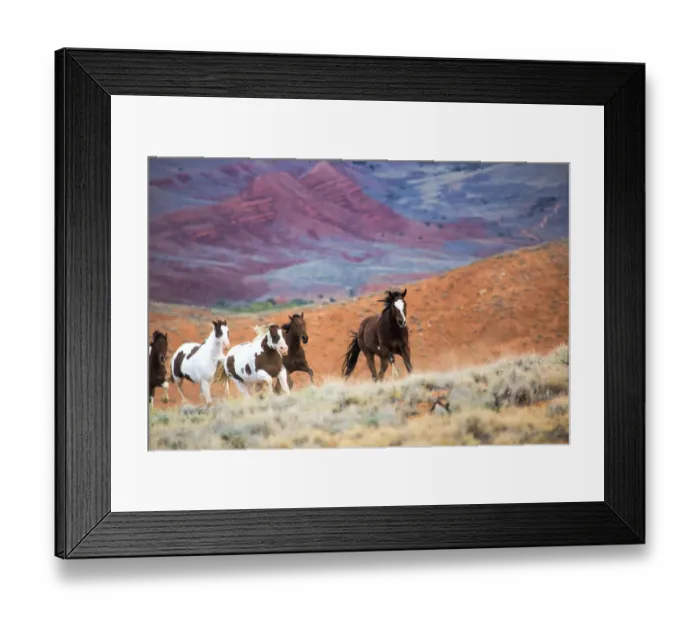 Framed Print : North America; USA; Wyoming; Shell; Big Horn Mountains; Horses at Full Gallop Framed Print : North America; USA; Wyoming; Shell; Big Horn Mountains; Horses at Full Gallop