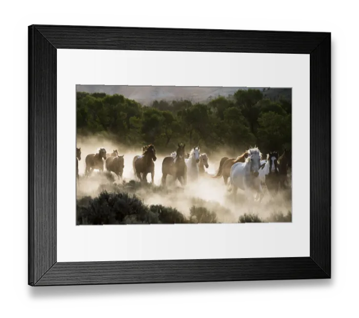 Framed Print : Horses running, kicking up dust at sunrise