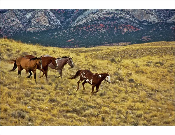 North America; USA; Wyoming; Shell; Big Horn Mountains; Horses Running in Field
