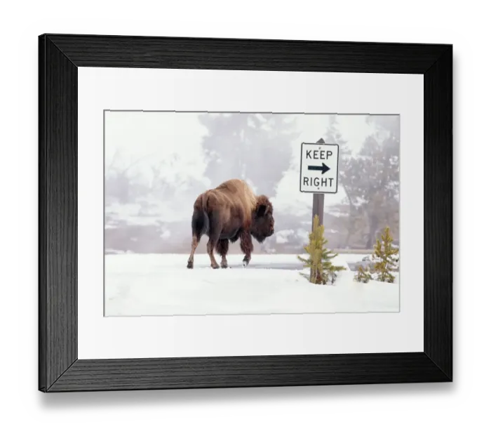 Framed Print : Buffalo looking for Direction. Yellowstone National Park. Wyoming Framed Print : Buffalo looking for Direction. Yellowstone National Park. Wyoming