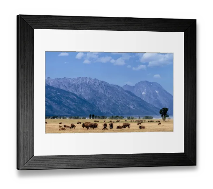 Framed Print : Buffalo Herd with Grand Teton Mountains behind. Grand Teton National Park. Wyoming
