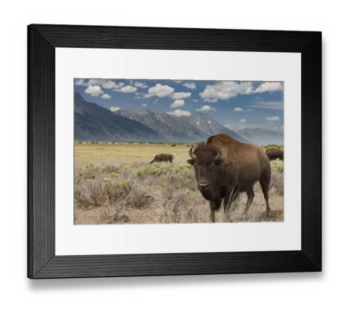 Framed Print : Buffalo. Grand Teton National Park. Wyoming Framed Print : Buffalo. Grand Teton National Park. Wyoming