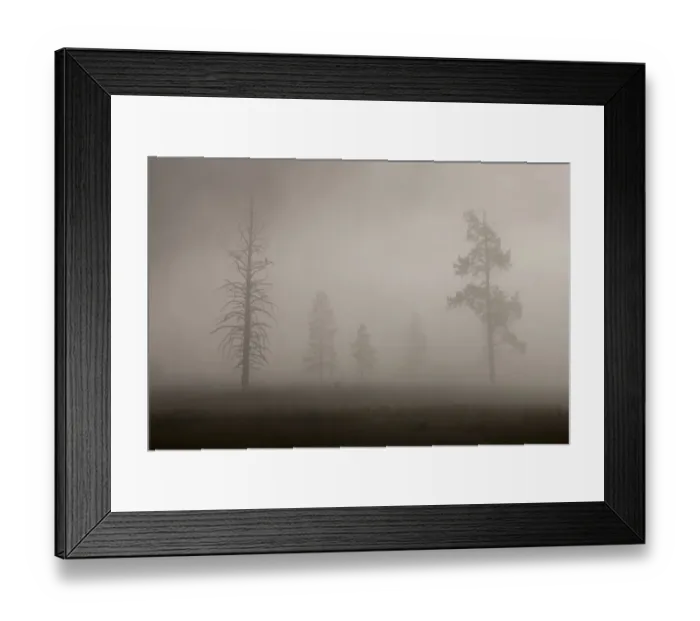 Framed Print : Trees in Mist. Early Morning. Yellowstone National Park. Wyoming Framed Print : Trees in Mist. Early Morning. Yellowstone National Park. Wyoming