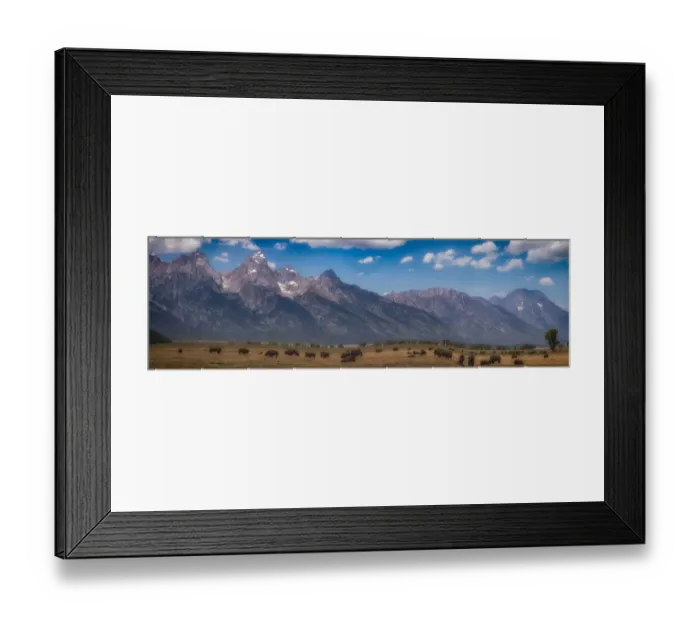 Framed Print : Panorama. Buffalo Herd with Grand Teton Mountains behind. Grand Teton National Park Framed Print : Panorama. Buffalo Herd with Grand Teton Mountains behind. Grand Teton National Park