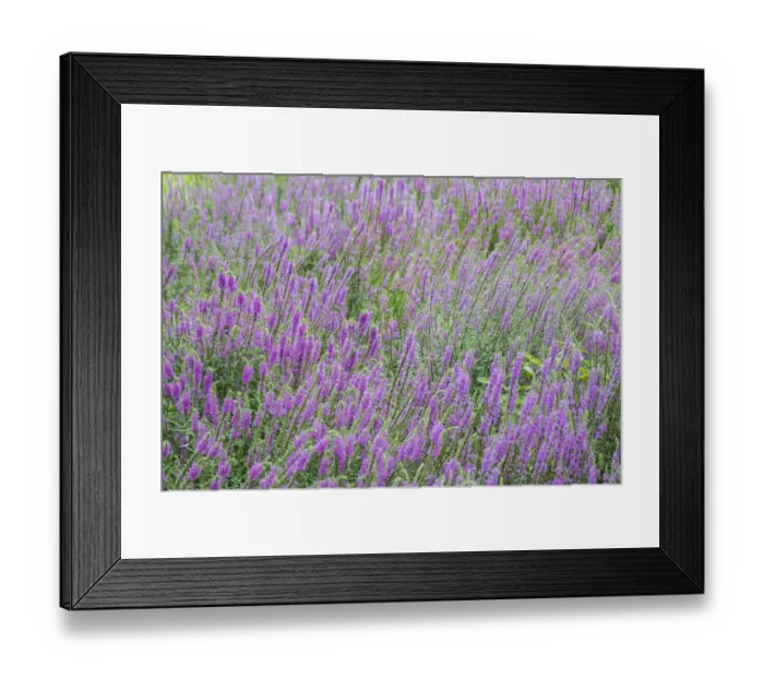 Framed Print : USA, Massachusetts, Cape Ann, Annisquam, purple loosestrife, Lythrum salicaria, late