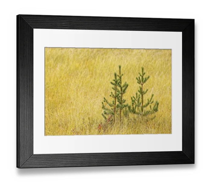 Framed Print : Grasses and small conifer trees, Upper Peninsula of Michigan Framed Print : Grasses and small conifer trees, Upper Peninsula of Michigan