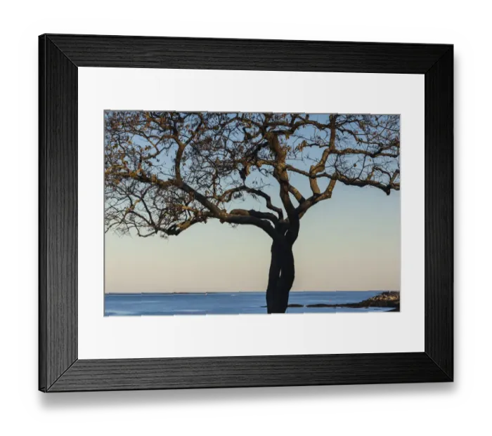 Framed Print : USA, Massachusetts, Cape Ann, Rockport, tree over Front Beach at dusk Framed Print : USA, Massachusetts, Cape Ann, Rockport, tree over Front Beach at dusk