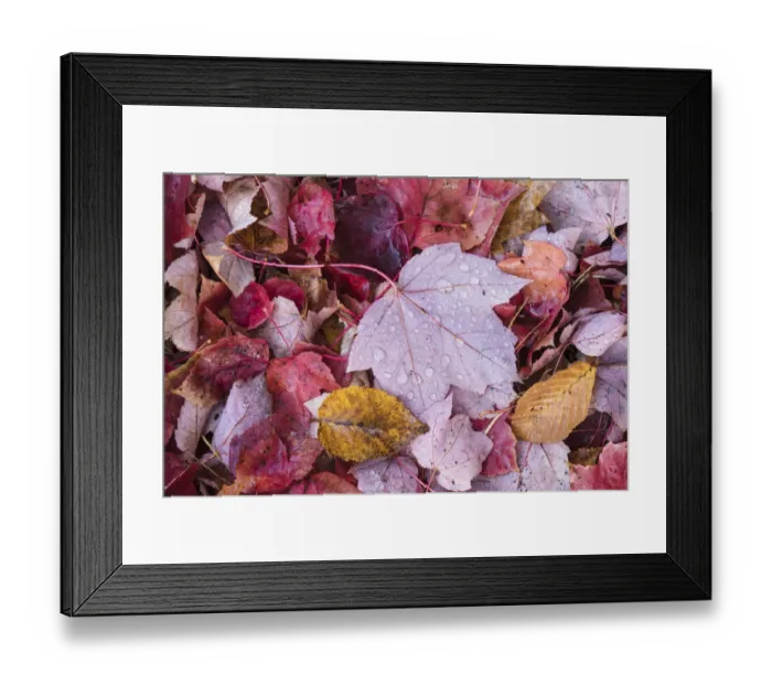 Framed Print : USA, Michigan. A pattern of wet autumn leaves on the forest floor in the Keewenaw