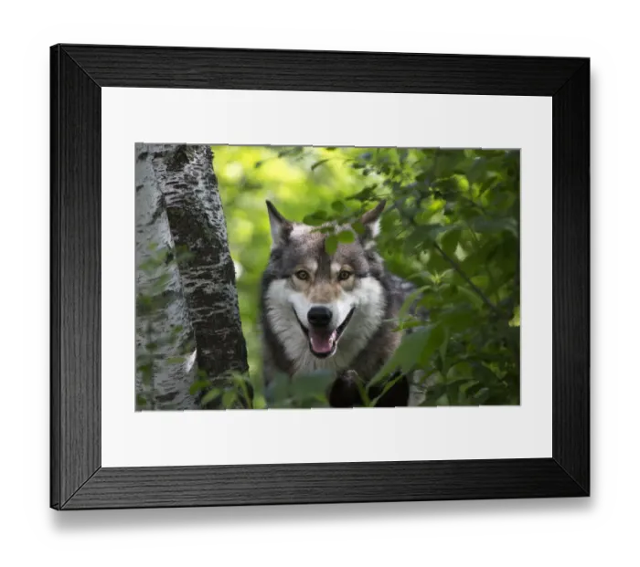 Framed Print : USA, Minnesota, Sandstone, Wolf Framed Print : USA, Minnesota, Sandstone, Wolf