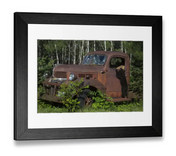 Framed Print : USA, Minnesota, Sandstone, Bear Cub and Old Truck Framed Print : USA, Minnesota, Sandstone, Bear Cub and Old Truck