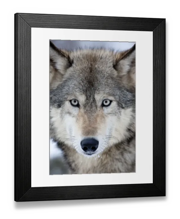Framed Print : USA, Minnesota, Sandstone, Eyes of the Wolf Framed Print : USA, Minnesota, Sandstone, Eyes of the Wolf