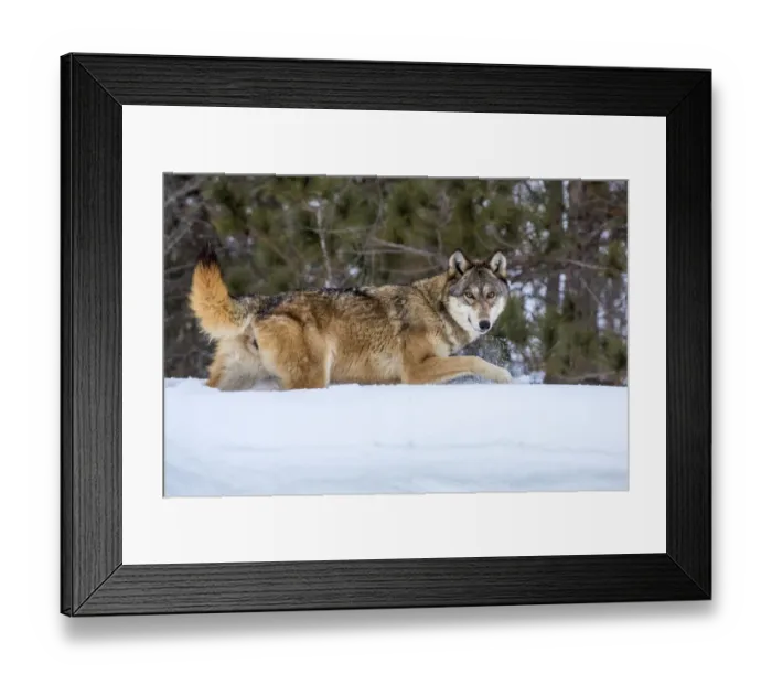 Framed Print : United States, Minnesota, Sandstone, Wolf Walking in Snow