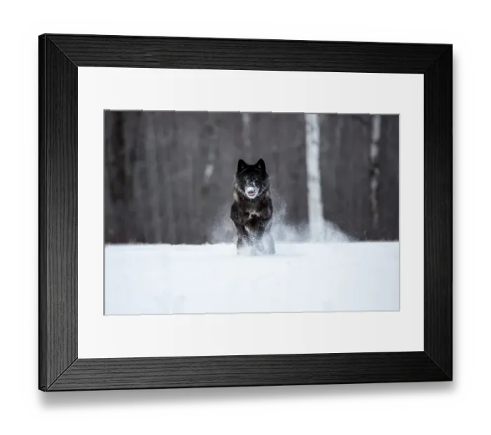Framed Print : United States, Minnesota, Sandstone, Black Wolf Running Through the Snow Framed Print : United States, Minnesota, Sandstone, Black Wolf Running Through the Snow