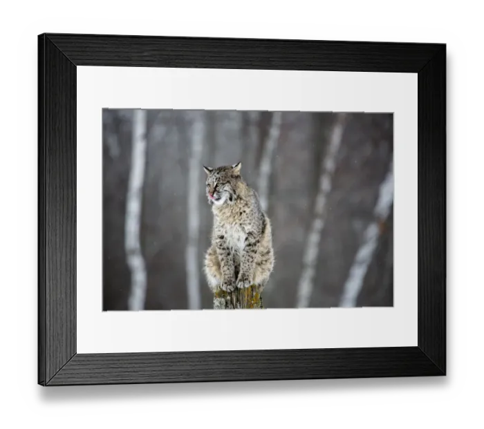 Framed Print : United States, Minnesota, Sandstone, Bobcat Perched on a Tree Stump Framed Print : United States, Minnesota, Sandstone, Bobcat Perched on a Tree Stump