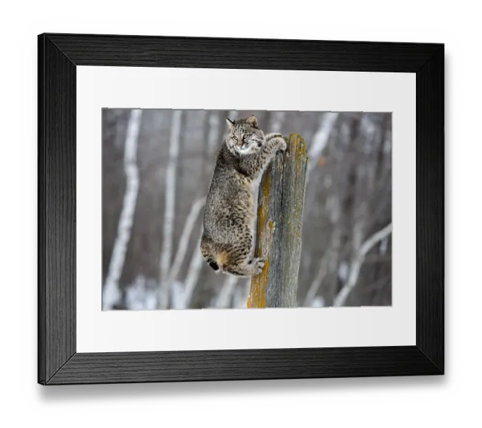 Framed Print : United States, Minnesota, Sandstone, Bobcat Hanging from a Tree Stump Framed Print : United States, Minnesota, Sandstone, Bobcat Hanging from a Tree Stump