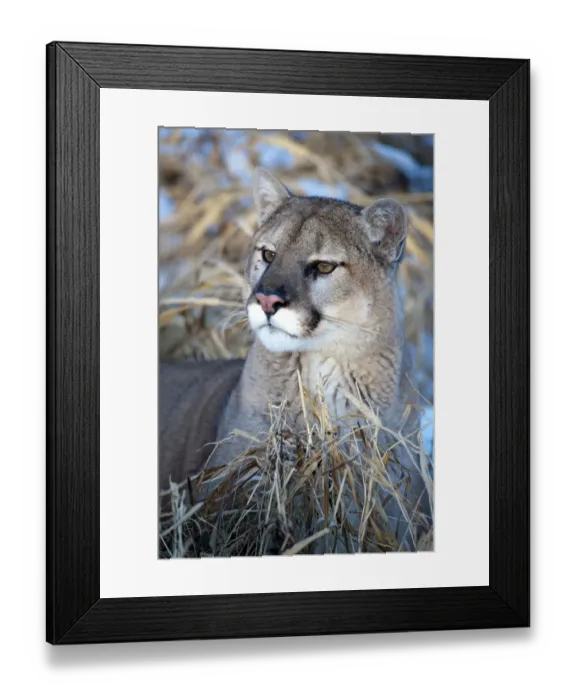 Framed Print : United States, Minnesota, Sandstone, Cougar Resting in the Grass Framed Print : United States, Minnesota, Sandstone, Cougar Resting in the Grass
