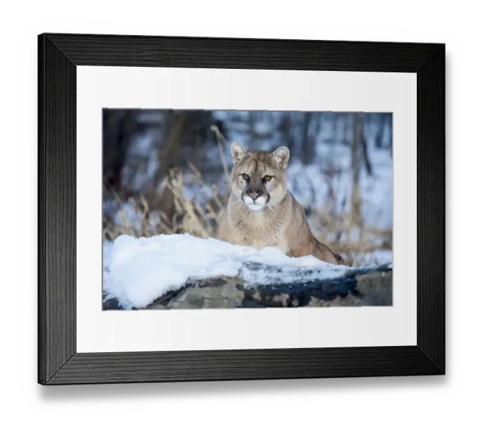 Framed Print : United States, Minnesota, Sandstone, Cougar on Alert Framed Print : United States, Minnesota, Sandstone, Cougar on Alert