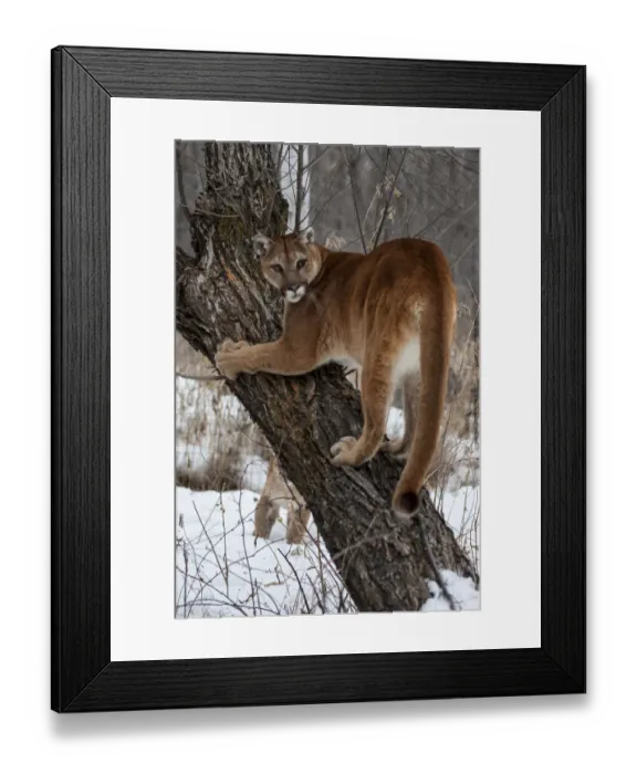 Framed Print : United States, Minnesota, Sandstone, Tree Climbing for the Cougar Framed Print : United States, Minnesota, Sandstone, Tree Climbing for the Cougar