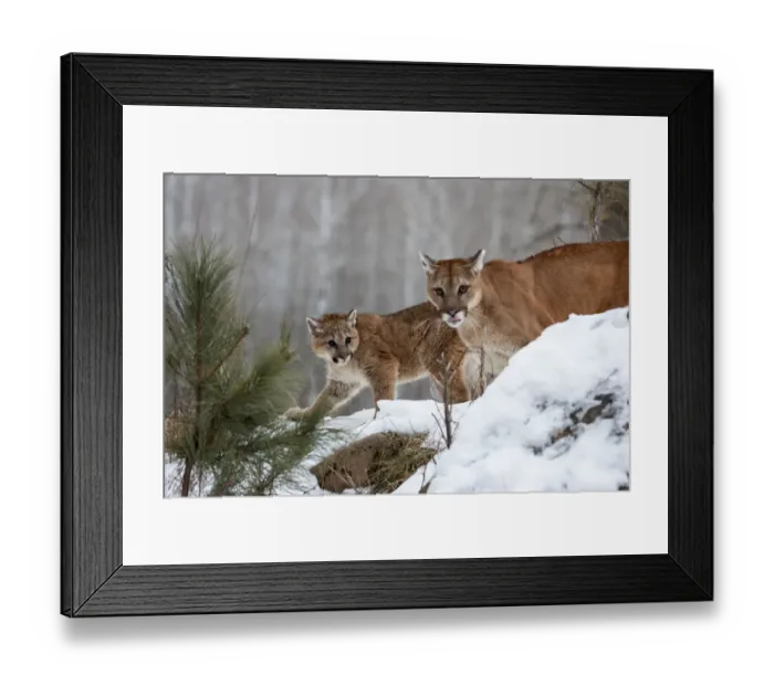 Framed Print : United States, Minnesota, Sandstone, Mother and Baby Cougar