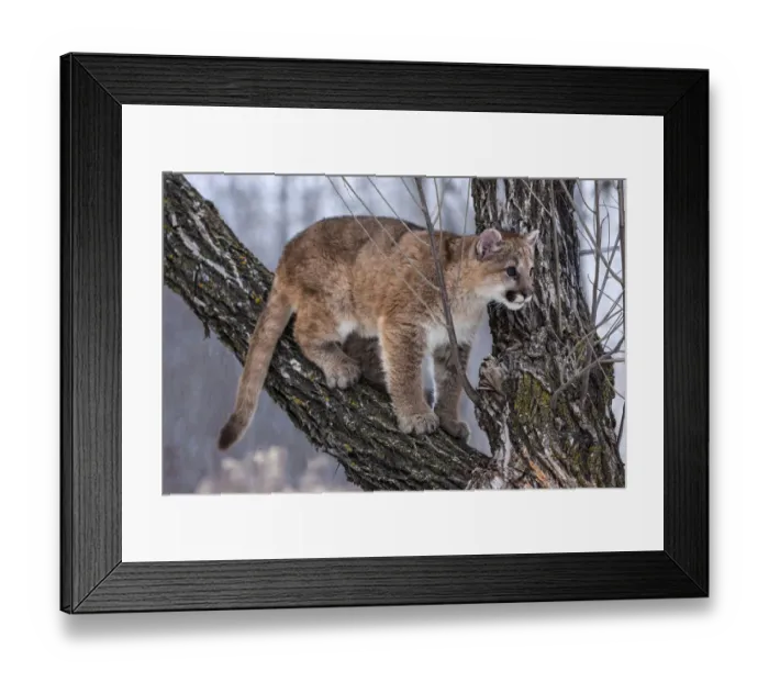 Framed Print : United States, Minnesota, Sandstone, Young Cougar Playing in the Tree