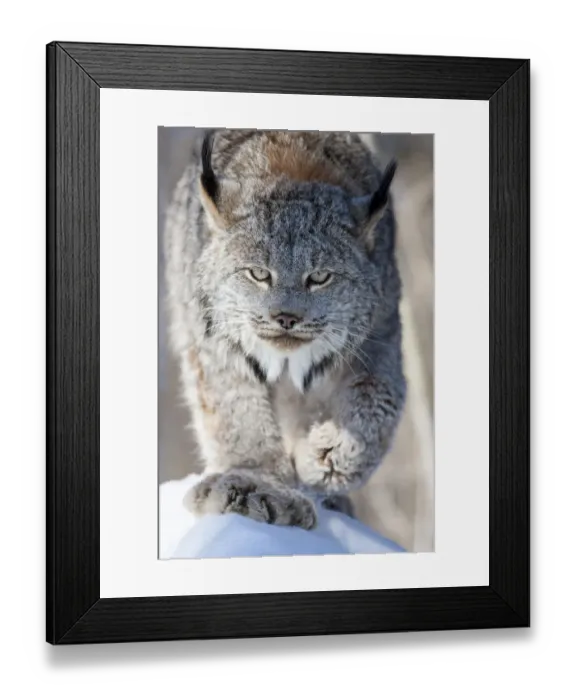 Framed Print : United States, Minnesota, Sandstone, Lynx Walking Carefully Framed Print : United States, Minnesota, Sandstone, Lynx Walking Carefully