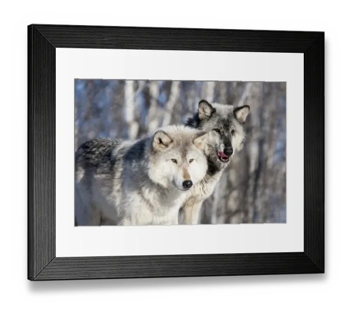 Framed Print : United States, Minnesota, Sandstone, Wolves Watching Framed Print : United States, Minnesota, Sandstone, Wolves Watching
