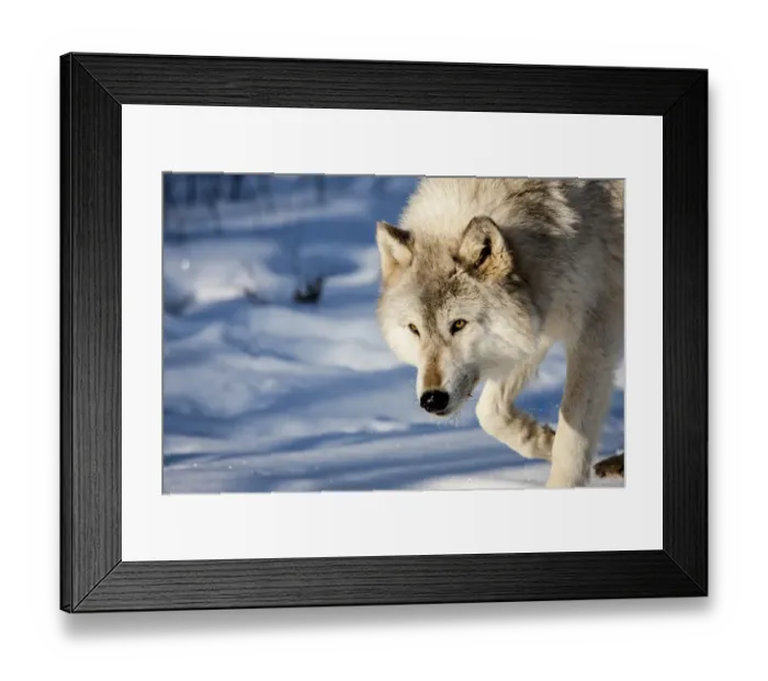 Framed Print : United States, Minnesota, Sandstone, Wolf Walking in the Snow Framed Print : United States, Minnesota, Sandstone, Wolf Walking in the Snow