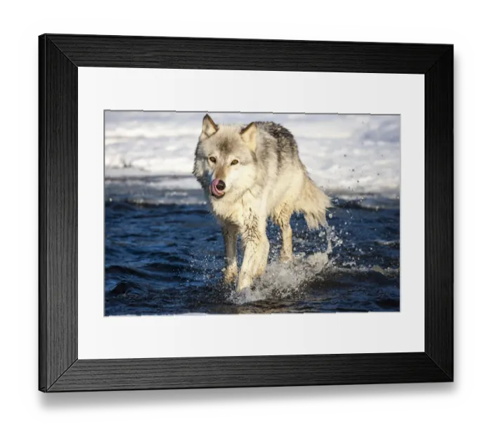 Framed Print : United States, Minnesota, Sandstone, Wolf Running in the Water Framed Print : United States, Minnesota, Sandstone, Wolf Running in the Water