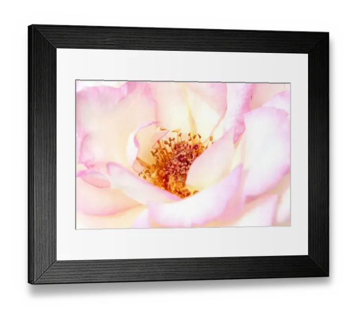 Framed Print : White and Pink rose, Como Park Zoo and Conservatory, Minneapolis, Minnesota Framed Print : White and Pink rose, Como Park Zoo and Conservatory, Minneapolis, Minnesota