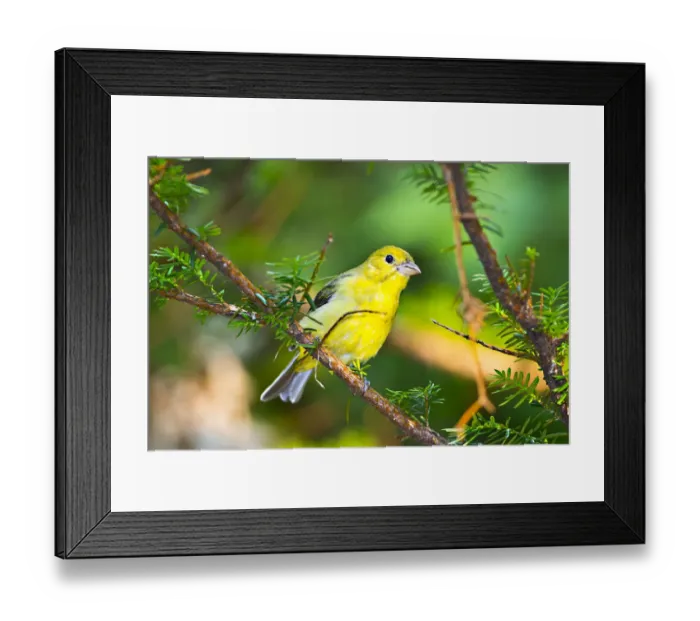 Framed Print : North America, USA, Minnesota, Mendota Heights, Mohican Lane, American Goldfinch Framed Print : North America, USA, Minnesota, Mendota Heights, Mohican Lane, American Goldfinch
