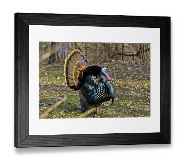 Framed Print : North America, USA, Minnesota, Mendota Heights, Wild Turkey, Displaying Framed Print : North America, USA, Minnesota, Mendota Heights, Wild Turkey, Displaying