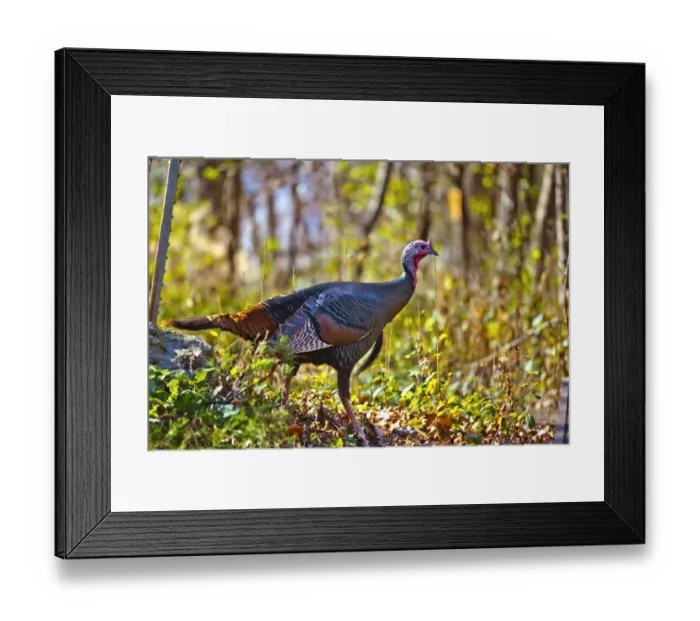 Framed Print : North America, USA, Minnesota, Mendota Heights, Wild Turkey