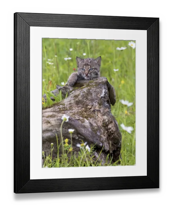 Framed Print : USA, Minnesota, Sandstone, Baby Bobcat (Kitten) Framed Print : USA, Minnesota, Sandstone, Baby Bobcat (Kitten)