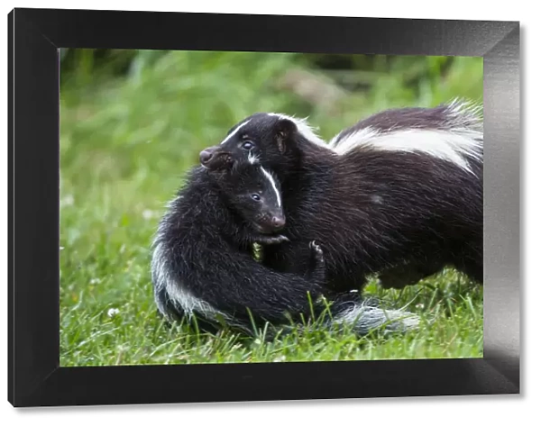 USA, Minnesota, Sandstone, Mother Skunk Carrying the Little One